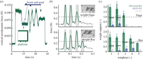 peso de un camión cargado con pájaros volando